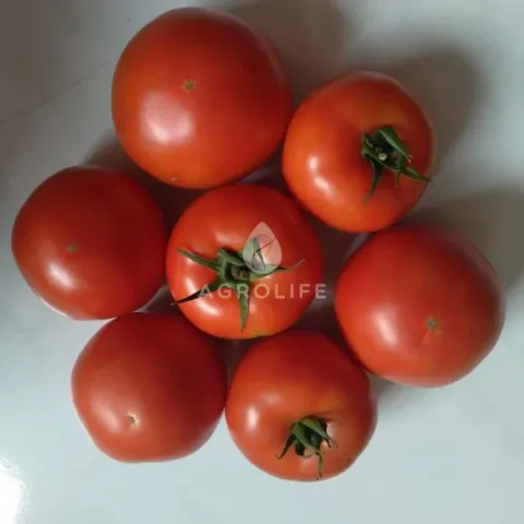 Red tomatoes on white background with AGROLIFE logo - Helicaz