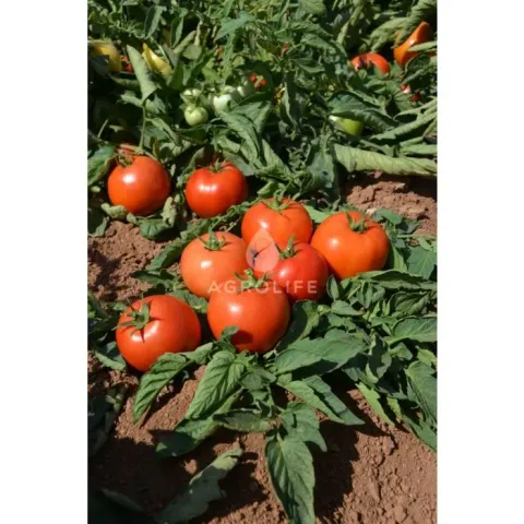 Red tomatoes growing in field - Jollanar