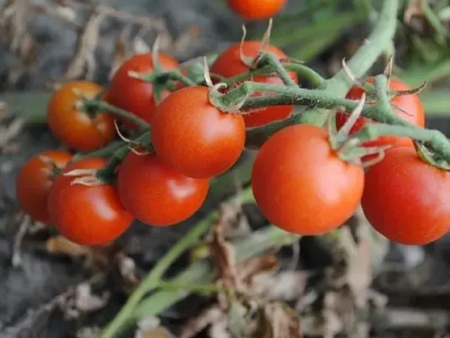 Карамелька