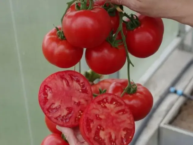 Кастельяно