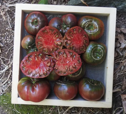 Box of sliced tomatoes variety LM-30-75