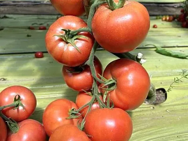 MALVARIYA
