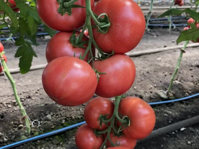 Мануса