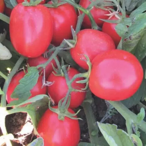 Стиглі плоди томата сорту Міхневець на кущі