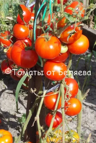 Крупний план зрілих червоних томатів на гілці з написом «Томати від Веряєва» - МОСКОВІЧ