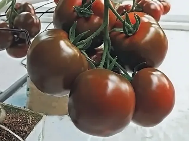 Ноэми
