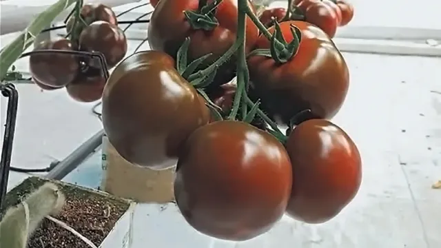 Спелые красные томаты сорта Ноэми на ветвях