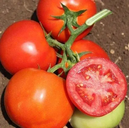 Fresh red tomatoes on the vine, one sliced in half, showing seeds and flesh. - OFRI