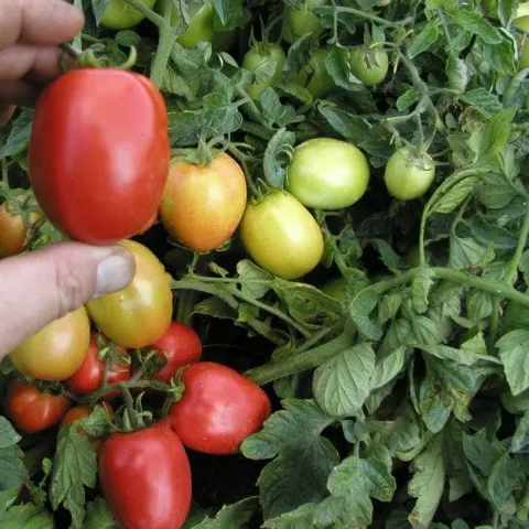 Ripe and unripe fruits of Orbit variety tomatoes on a bush