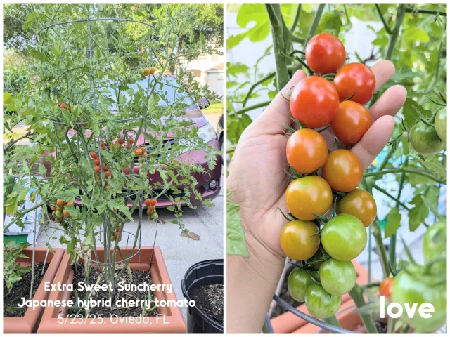 Tomato Extra Sweet Snicker on plant - Oviedo