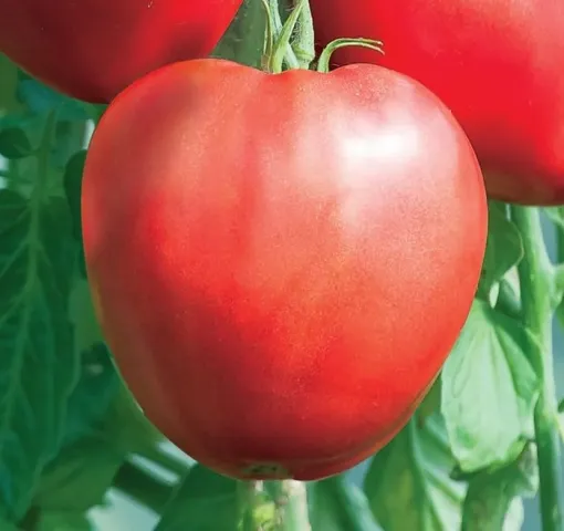 Large red tomato on green foliage - Pamella