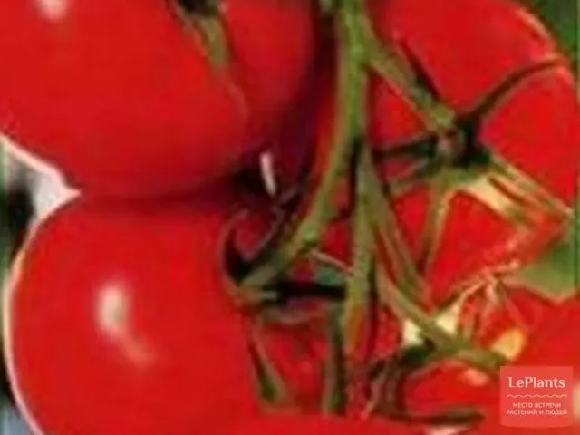 Fresh red tomatoes on vine - Peresvet