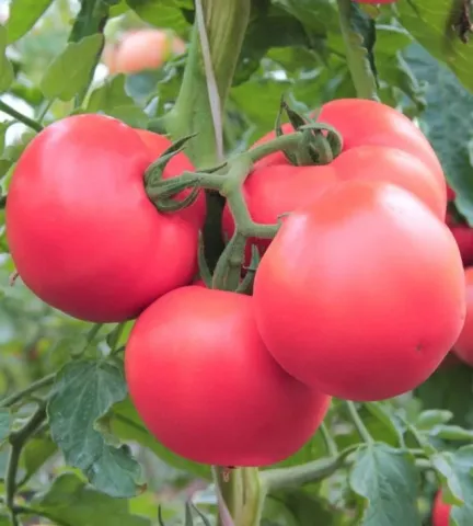 Червоні помідори на гілці без назви продукту - ПЕРВОКЛАШКА