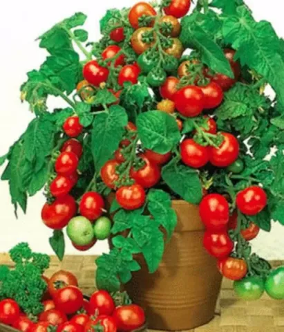 Bush of tomatoes with red and green fruits in a pot - Pigmei