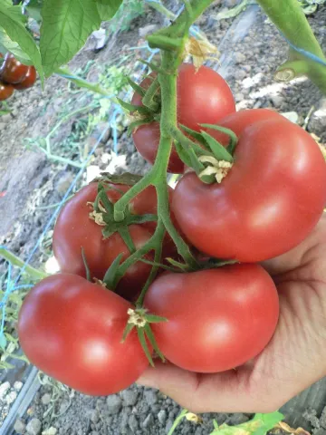 Cluster of red tomatoes variety Pink Harvest on vine held in hand