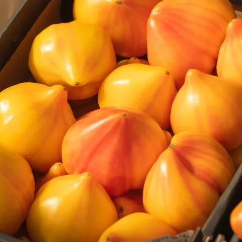 Ripe yellow-orange tomatoes of the Posadas F1 variety in a crate