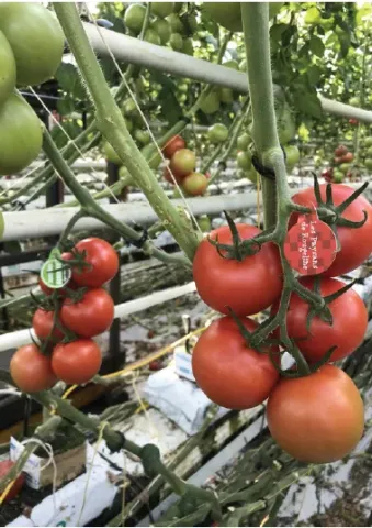 Ripe red tomatoes on vines in a greenhouse - PROVAIN
