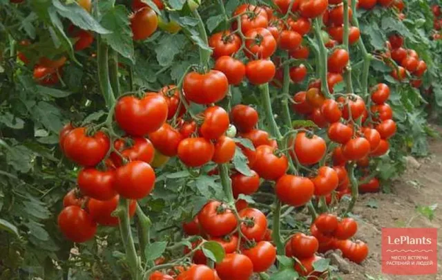 Созревшие красные томаты сорта РОТКЭППХЕН на кусте