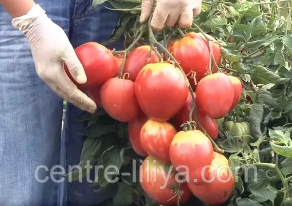 Clusters of red tomatoes on the vine, hands in gloves holding the harvest, green foliage in background, text centre-liliya.com at bottom - SUGAR NAStASIA