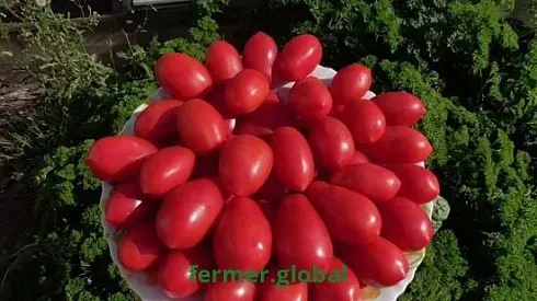 Red Sammit tomatoes on a green background