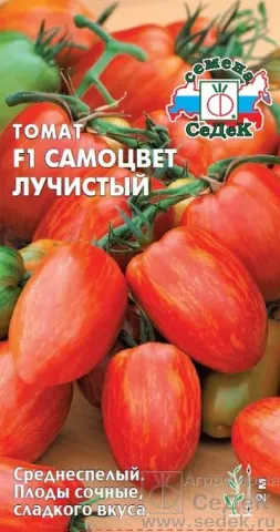 Томат F1 Самецвіт Променевий на упаковці насіння - САМОЦВІТ ПРОМЕНЕВИЙ