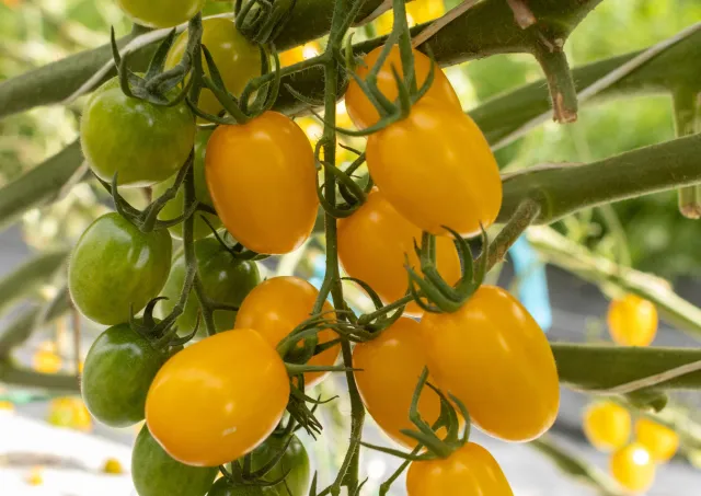 Yellow tomatoes on vine - SANTI YELLOW