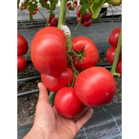 Large red Siberite 915 tomatoes on vine held in hand