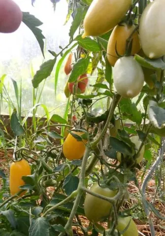 Tomatoes of various colors on a bush in a greenhouse - Sosulka Kremovaya