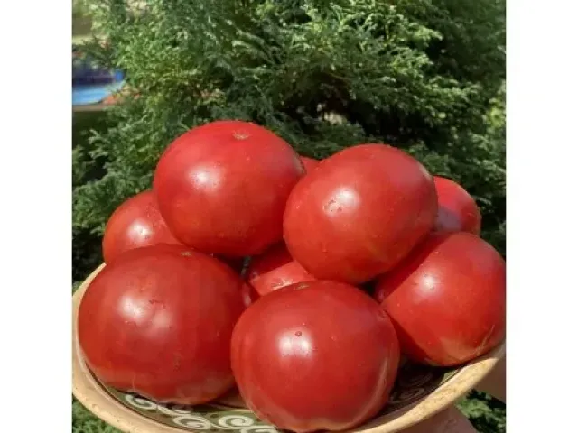 Стефания