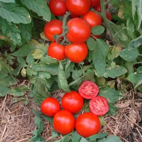 Ripe red tomatoes Uvalen on vine with sliced fruit