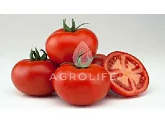 Valdai
