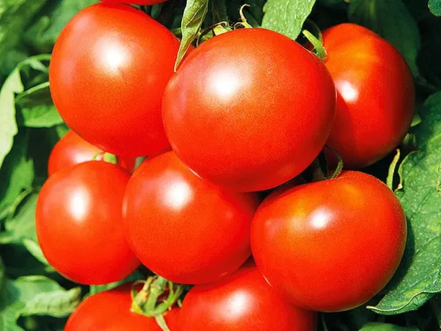VASYLII