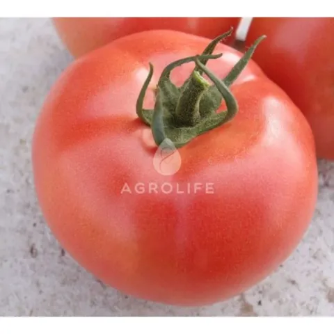 Large red tomato with AGROLIFE logo on surface. - VP 2
