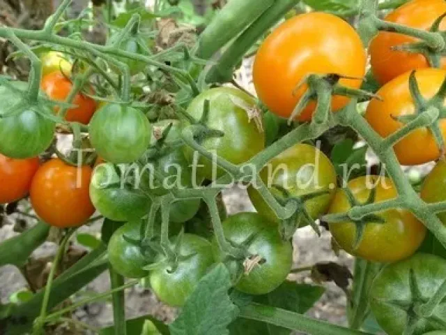 Златоюник