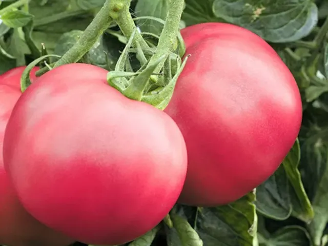 Зорень