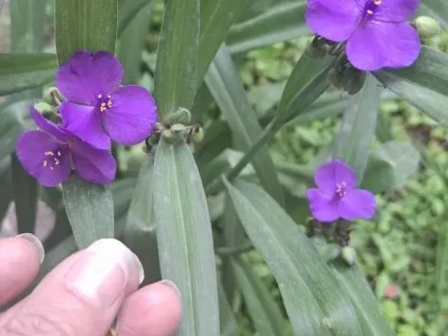 Сапфир