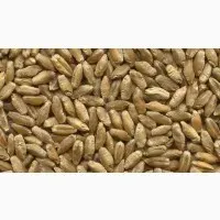 Triticale grain Lyubomir