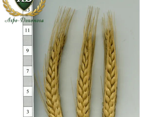SunCedar Kharkivskiy