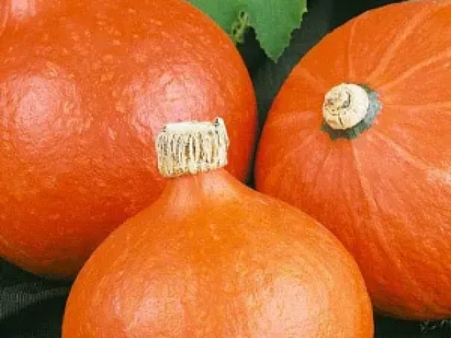 Цукерка