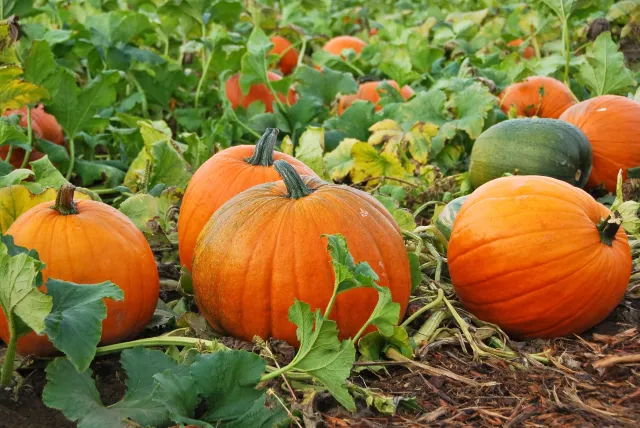 Pumpkins growing in a field - NEKTARNAYA