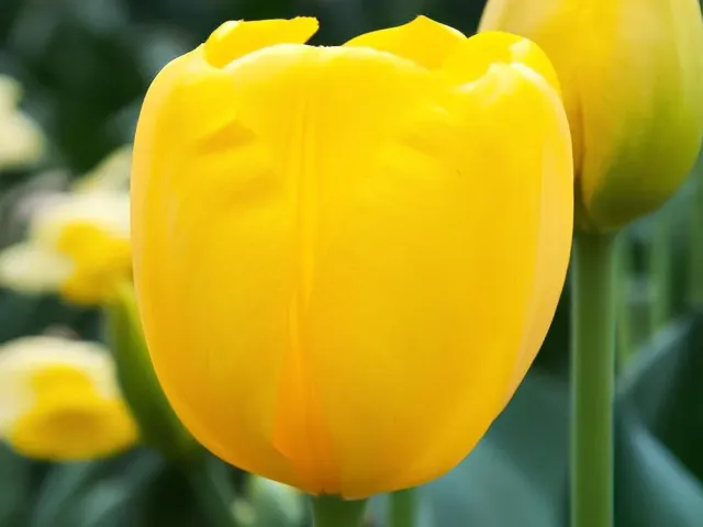 Конкуэрор