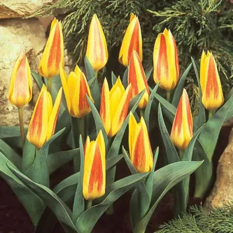 Yellow-orange tulips Giuseppe Verdi against green foliage