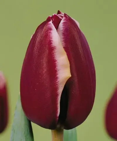 Tulip variety Fontainebleau on green background