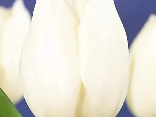 Інзелл