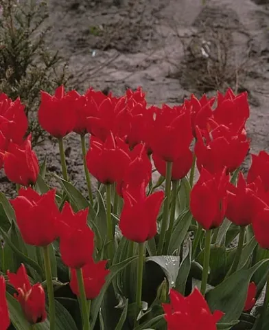 Red tulips on a dirt background - Longfellow