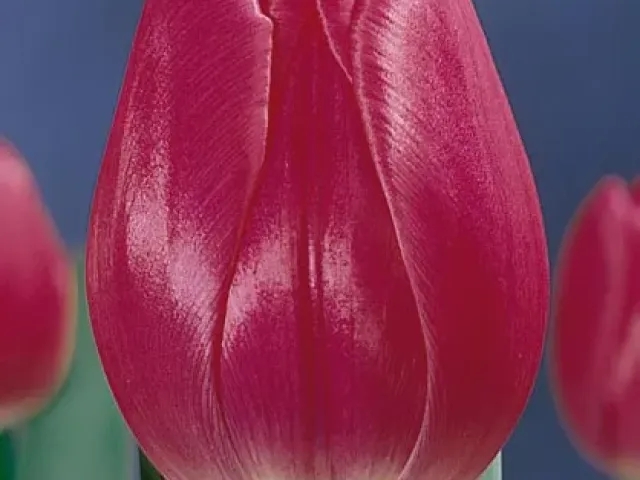 Lustella