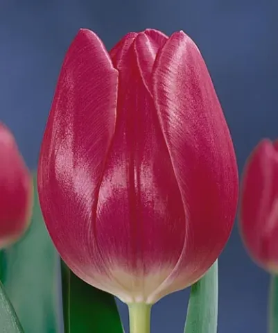 Close-up of a red tulip against a background of other flowers - Lustella