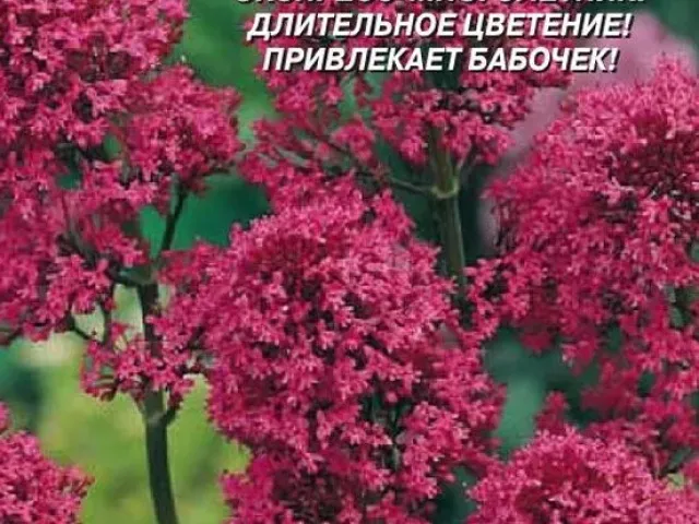 Малиновий Дзвін