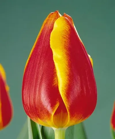 Tulip Mastermind with red and yellow petals on a green background