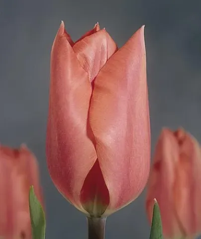Pink tulip against a background of other flowers - Palestrina